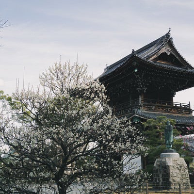 多宝塔前の白梅越しに見える仁王門や法然上人像（京都 清凉寺）の写真
