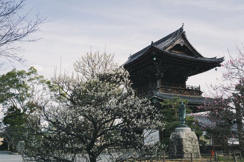 多宝塔前の白梅越しに見える仁王門や法然上人像（京都 清凉寺）の写真