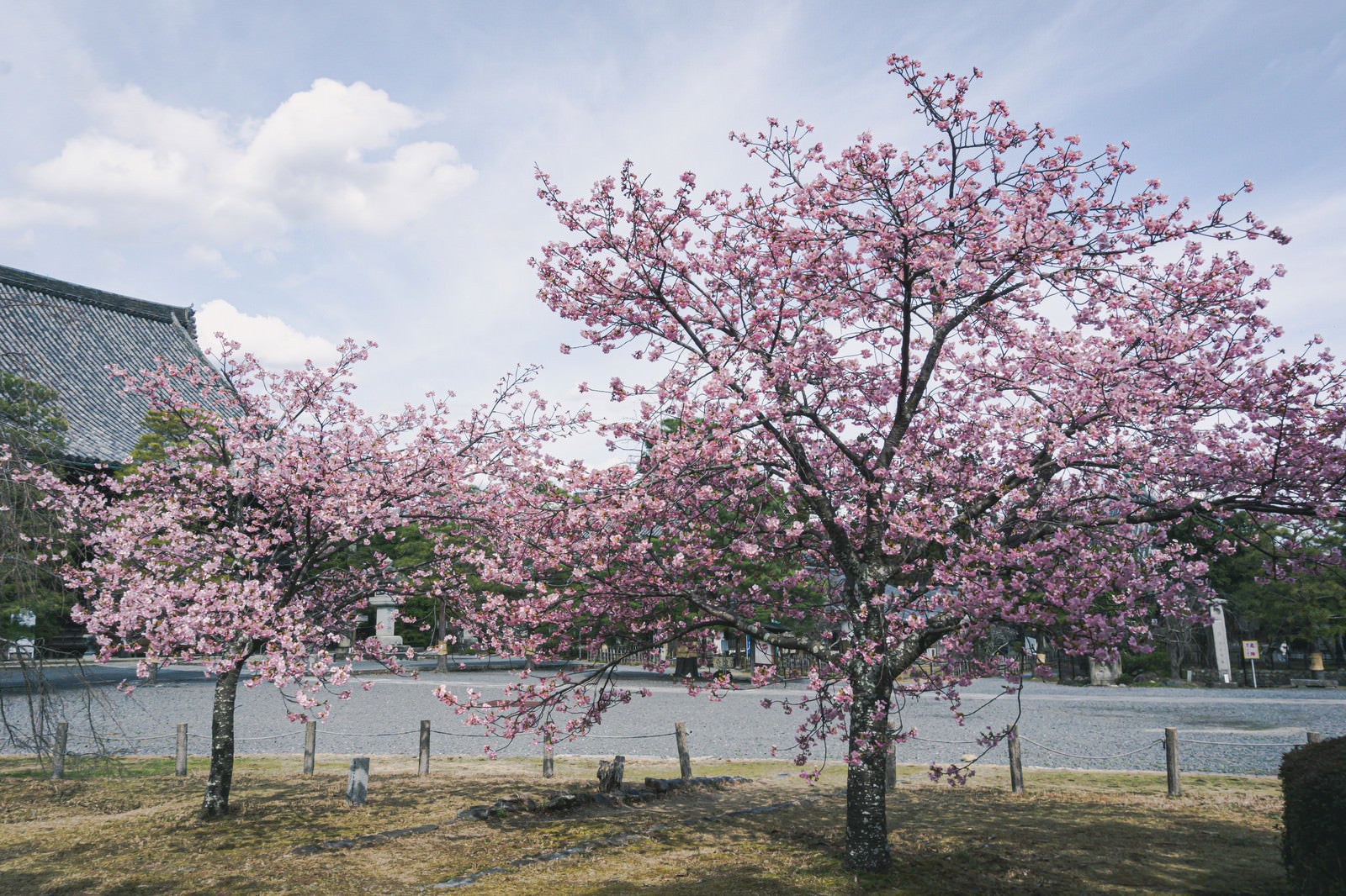 「見頃を迎えた清凉寺境内の河津桜」の写真