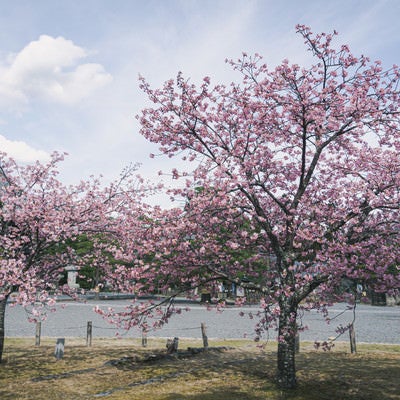 見頃を迎えた清凉寺境内の河津桜の写真
