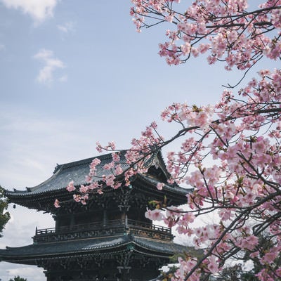 満開の河津桜の奥に見える青空の下に建つ仁王門の写真