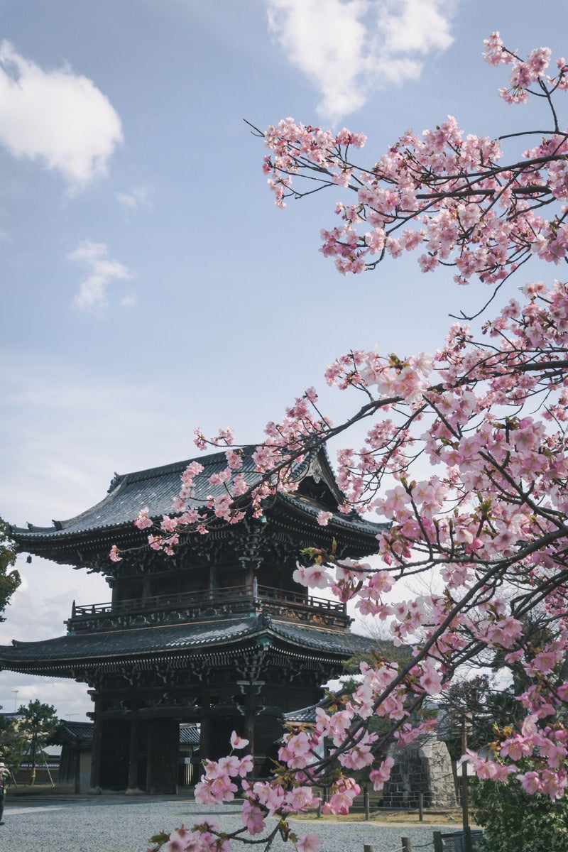 「満開の河津桜の奥に見える青空の下に建つ仁王門」の写真