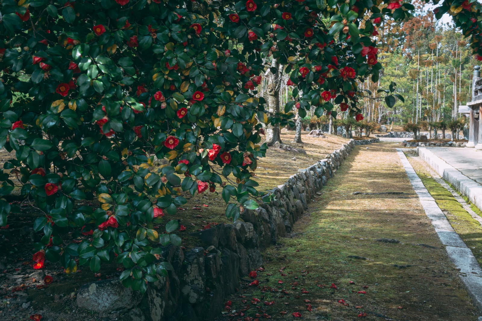 「沢山の花を付けた椿の奥に続く石垣」の写真