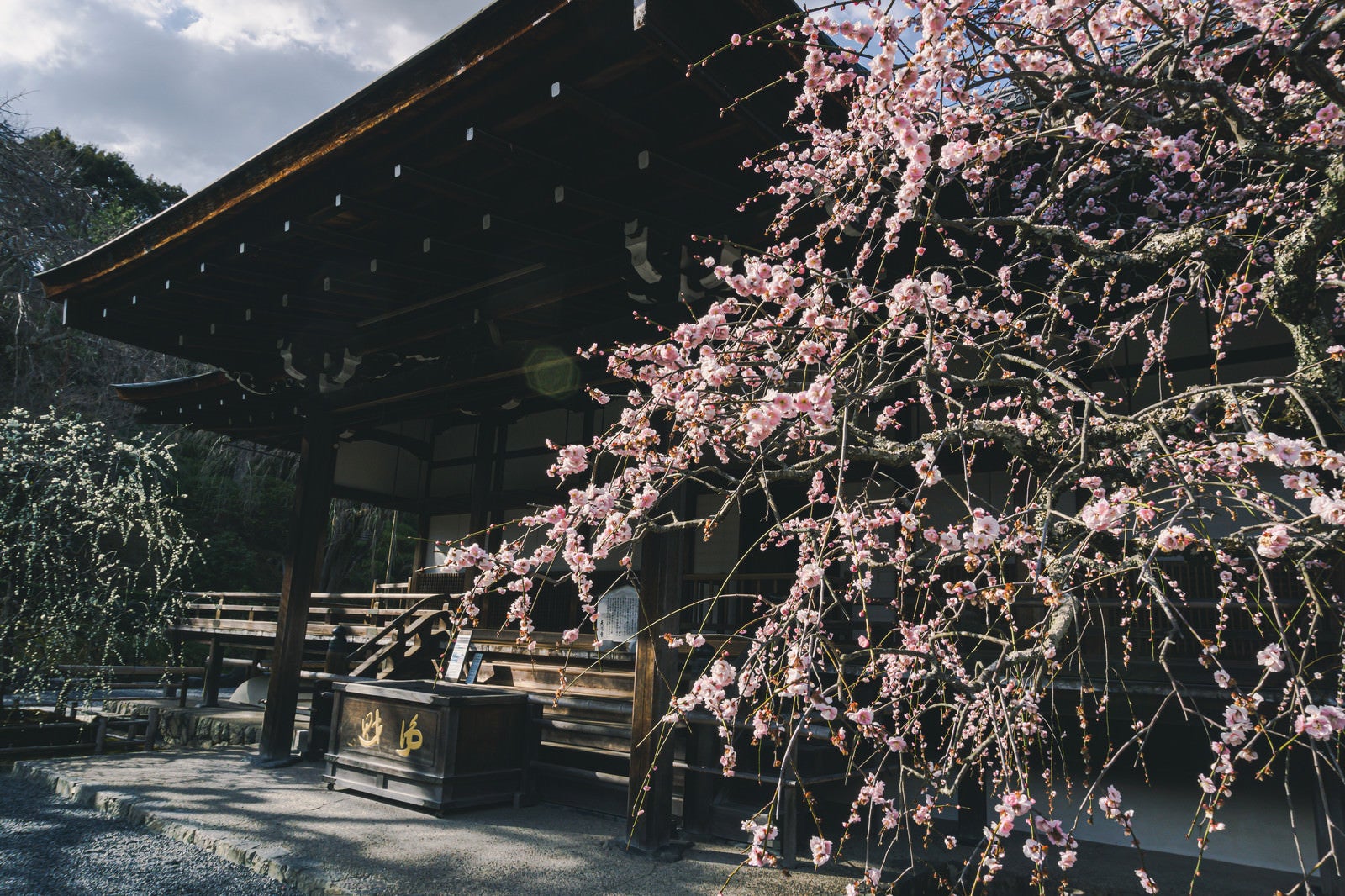 「京都 天龍寺多宝殿前の紅梅の枝垂れ梅と奥に見える白梅の枝垂れ梅」の写真