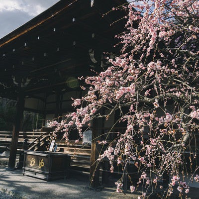 京都 天龍寺多宝殿前の紅梅の枝垂れ梅と奥に見える白梅の枝垂れ梅の写真