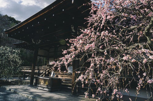 京都 天龍寺多宝殿前の紅梅の枝垂れ梅と奥に見える白梅の枝垂れ梅の写真