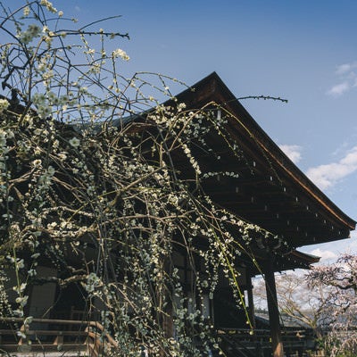 咲き始めの枝垂れの白梅と奥に見える紅梅の枝垂れ梅（京都 天龍寺）の写真