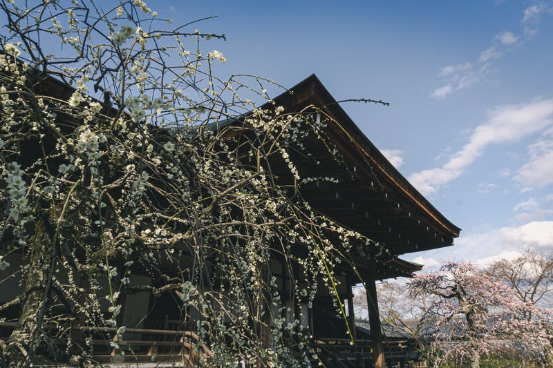 咲き始めの枝垂れの白梅と奥に見える紅梅の枝垂れ梅（京都 天龍寺）の写真