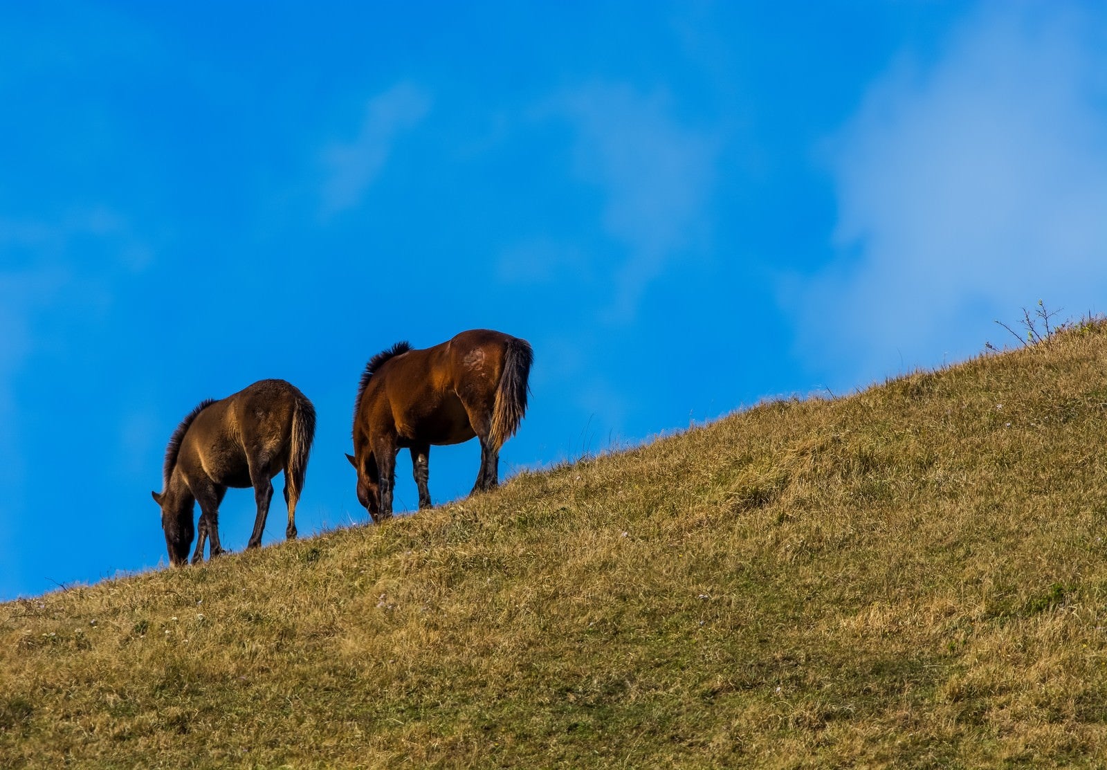 「寒風の中草を食む馬」の写真