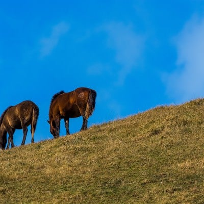 寒風の中草を食む馬の写真