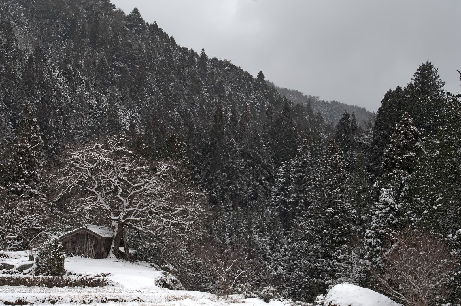 「雪が積もる根羽村の老いた柿の木と古い小屋」の写真
