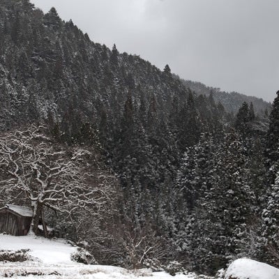 雪が積もる根羽村の老いた柿の木と古い小屋の写真