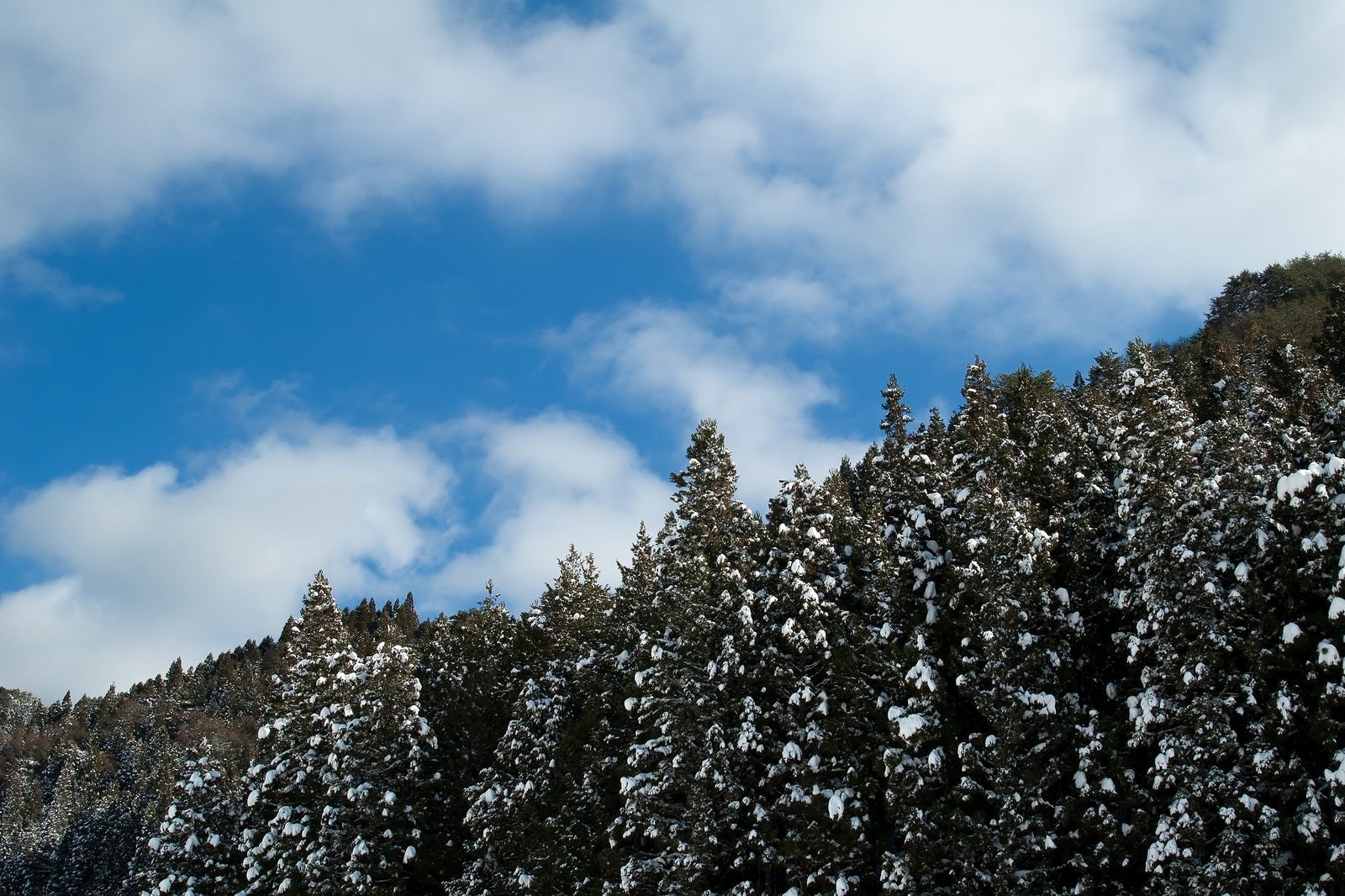 「雪の残る杉林」の写真