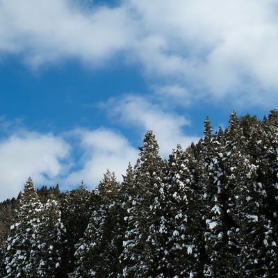 雪の残る杉林の写真