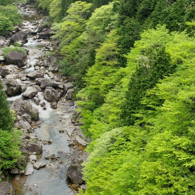 新緑に囲まれた渓流-小戸名渓谷（長野県根羽村）の写真