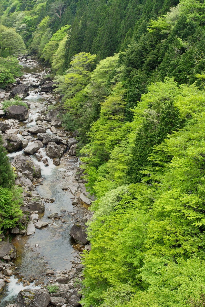 「新緑に囲まれた渓流-小戸名渓谷（長野県根羽村）」の写真