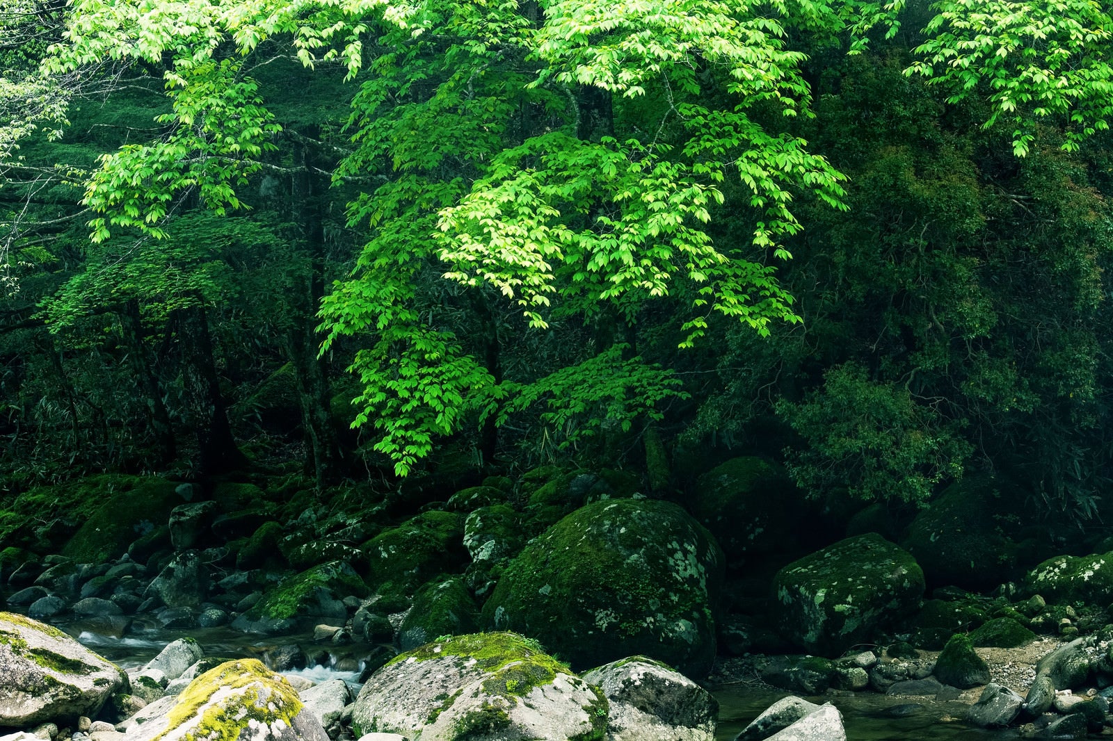 「矢作川源流沿いの森（長野県根羽村）」の写真