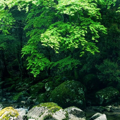 矢作川源流沿いの森（長野県根羽村）の写真