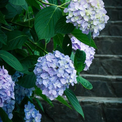 階段と紫陽花の花房の写真