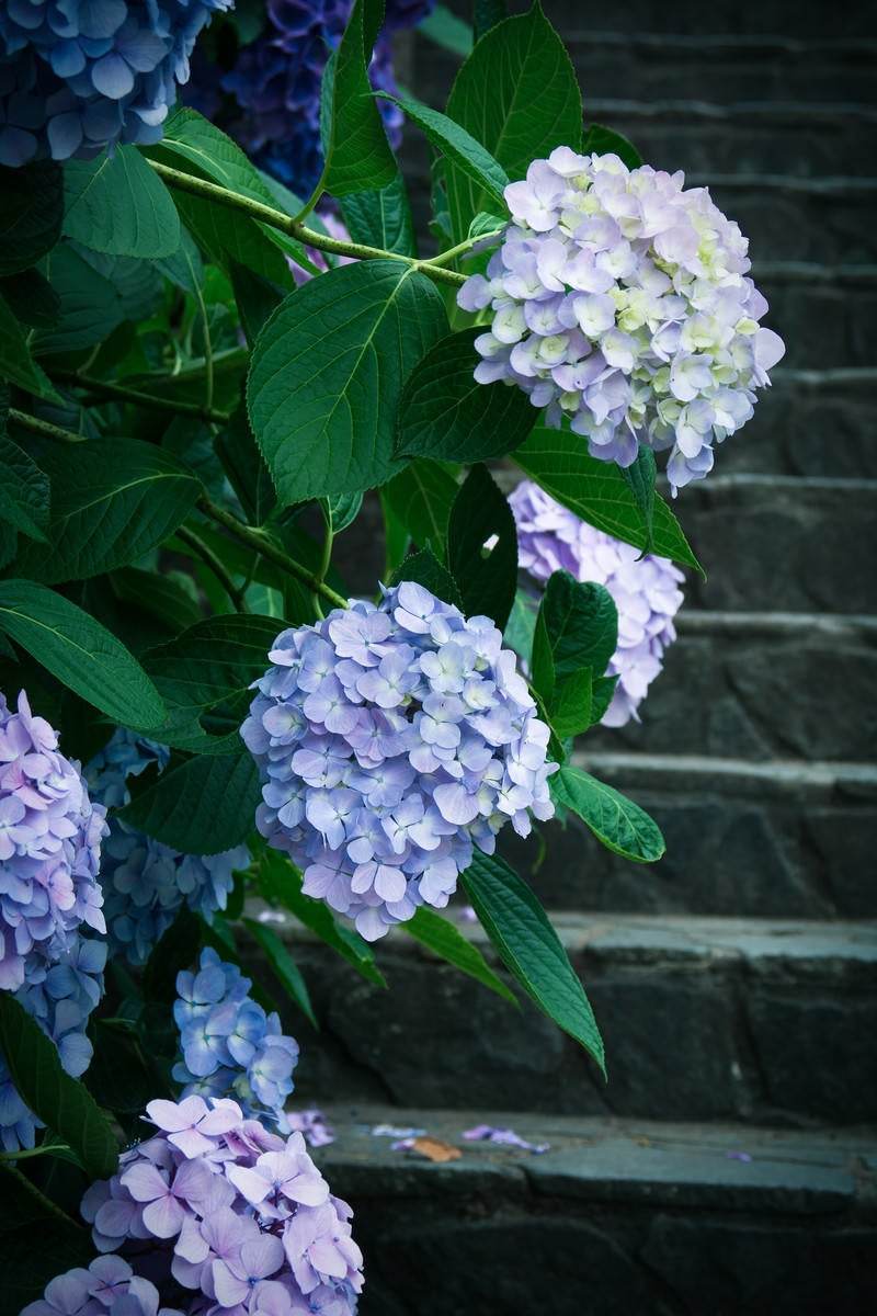 「階段と紫陽花の花房」の写真