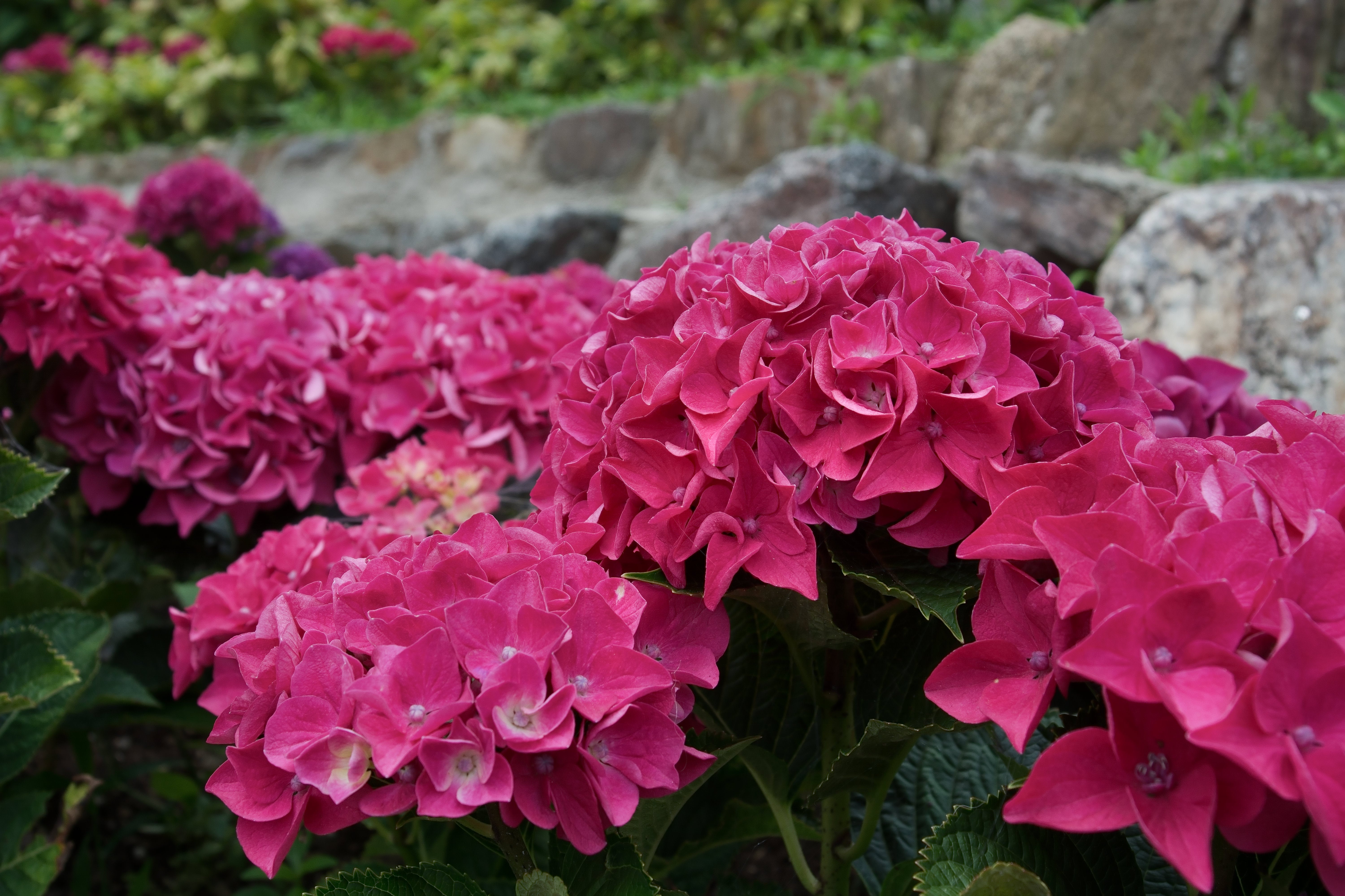 色鮮やかに咲く紫陽花の無料写真素材 - ID.30920｜ぱくたそ