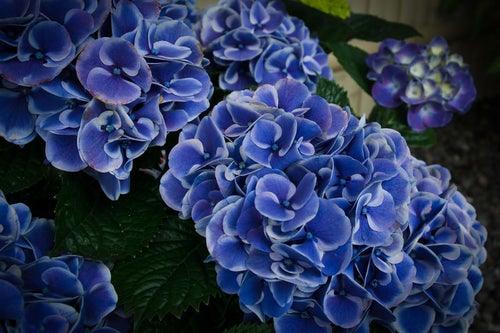 痛んだ花びらと紫陽花の花房（スターラインマース）の写真