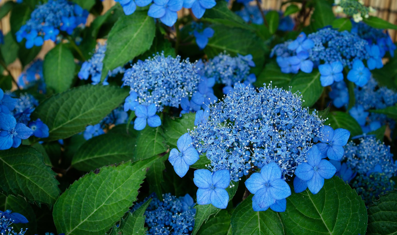 「美しい青色の花をつける紫陽花（藍姫）」の写真