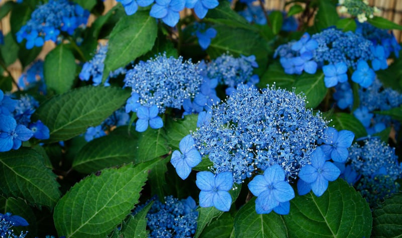 美しい青色の花をつける紫陽花（藍姫）の写真