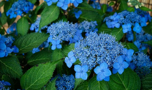 美しい青色の花をつける紫陽花（藍姫）の写真