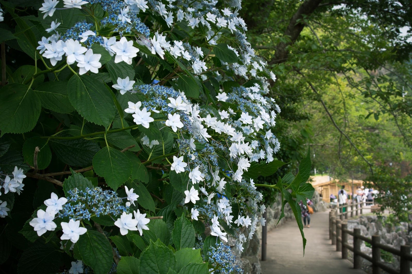 「遊歩道に咲くアジサイ」の写真