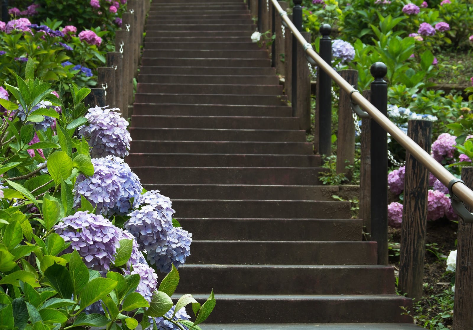 「階段沿いに彩る紫陽花」の写真