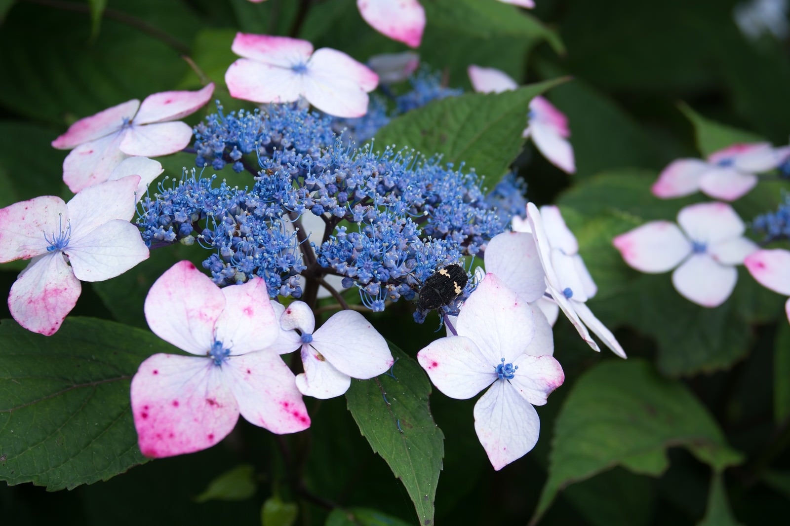 「蜜を求める虫と紫陽花」の写真