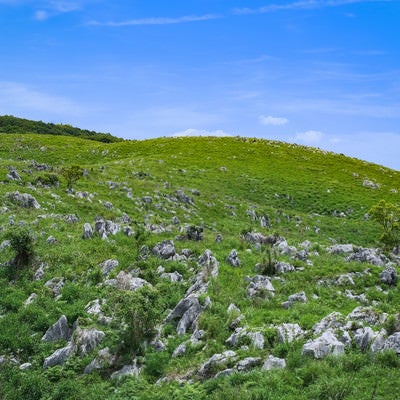 なだらかな斜面に無数の石灰岩が並ぶ秋吉台（山口県美祢市）の写真