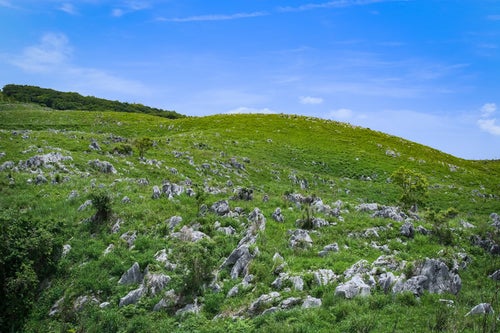 なだらかな斜面に無数の石灰岩が並ぶ秋吉台（山口県美祢市）の写真