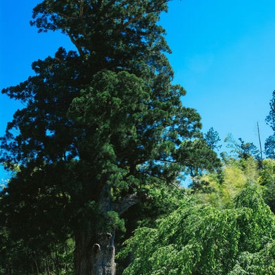 神木月瀬の大杉（長野県根羽村）の写真