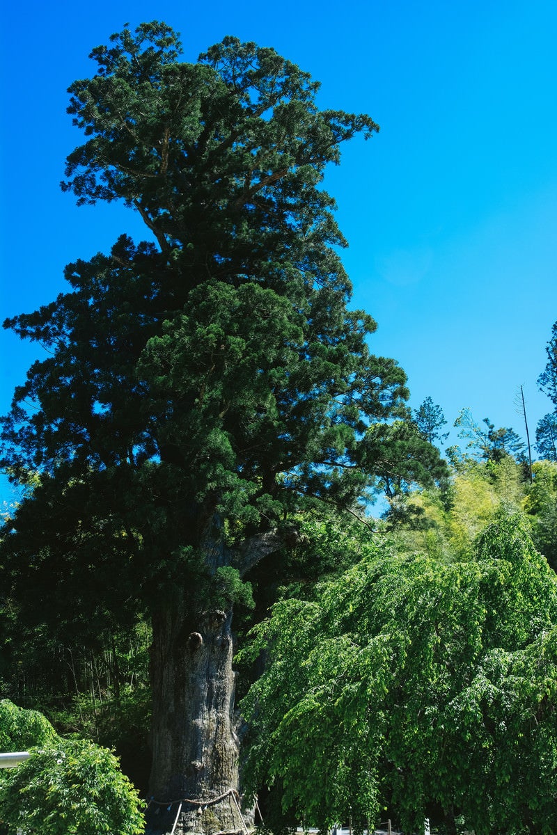 「神木月瀬の大杉（長野県根羽村）」の写真
