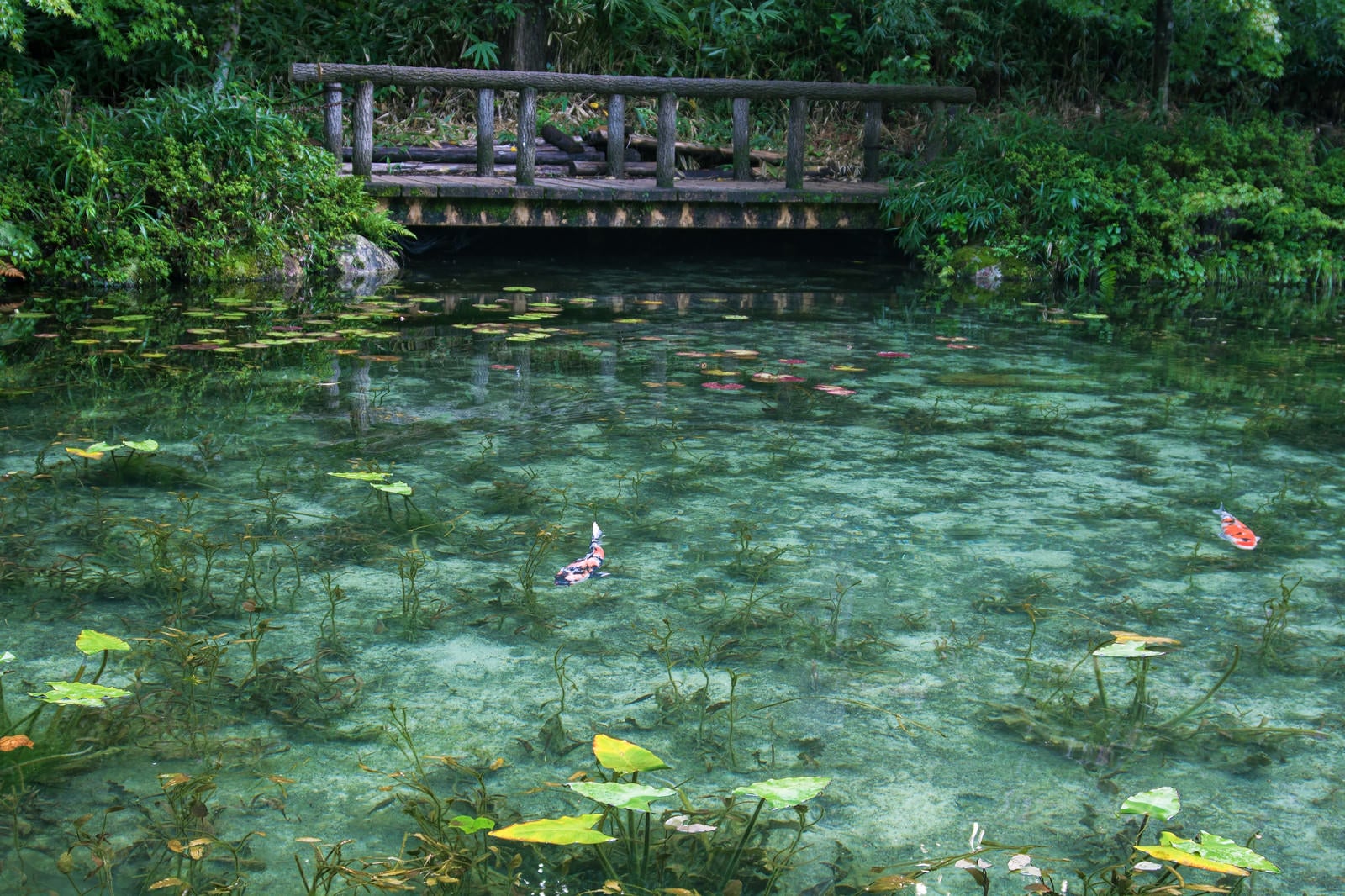 「透明度の高いモネの池と鯉（岐阜県関市板取白谷）」の写真