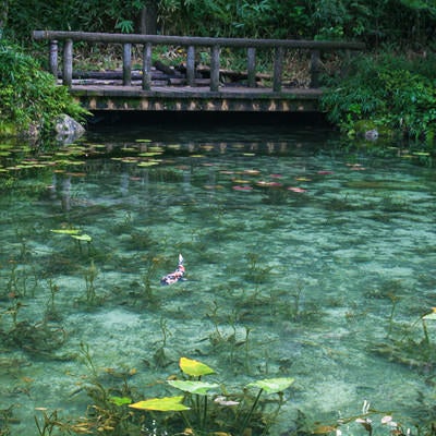 透明度の高いモネの池と鯉（岐阜県関市板取白谷）の写真