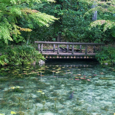 橋に集まる鯉とモネの池（岐阜県関市板取白谷）の写真