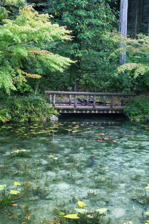 橋に集まる鯉とモネの池（岐阜県関市板取白谷）の写真
