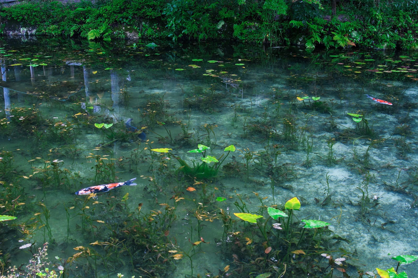 「根道神社の鳥居が映り込んだモネの池（岐阜県関市板取白谷）」の写真