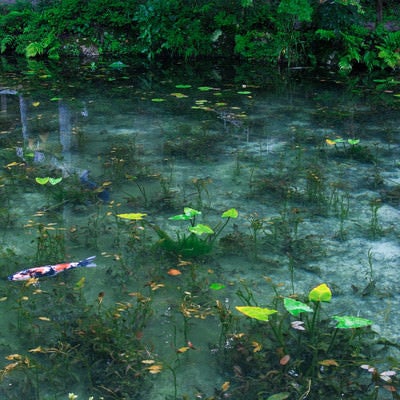 根道神社の鳥居が映り込んだモネの池（岐阜県関市板取白谷）の写真
