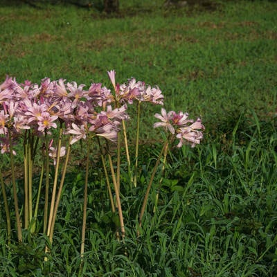野に咲く夏水仙（ナツズイセン）の写真