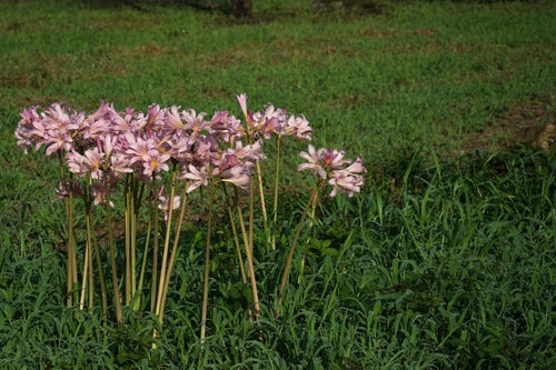 野に咲く夏水仙（ナツズイセン）の写真