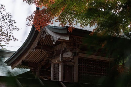 紅葉が織り成す三春大神宮の写真