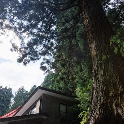 東堂山満福寺のスギの大木の写真