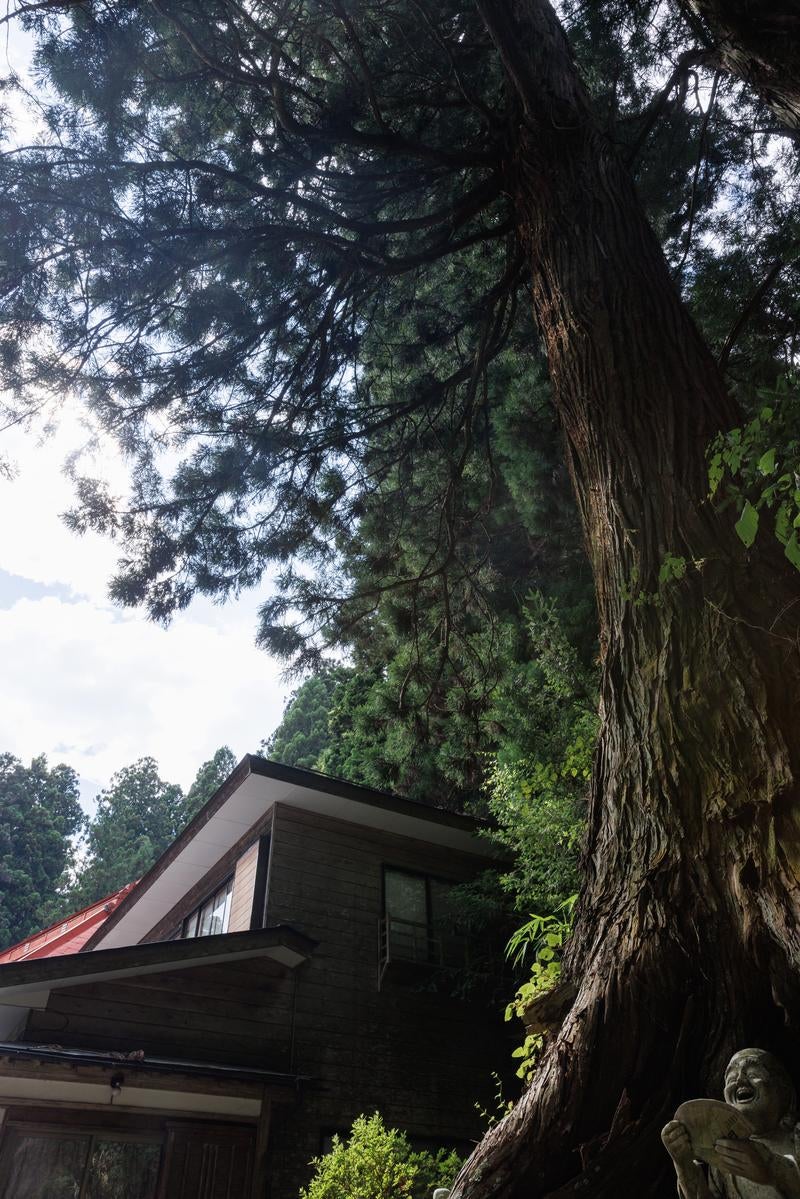 「東堂山満福寺のスギの大木」の写真