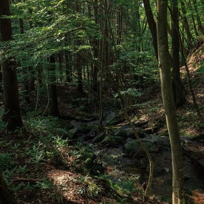 玉川村の静寂に包まれた東野の清流の写真