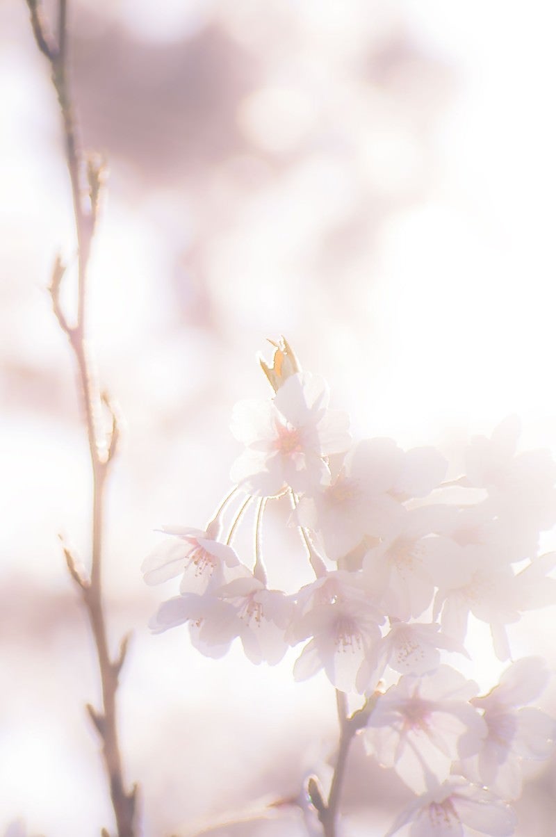 「春の夢」の写真