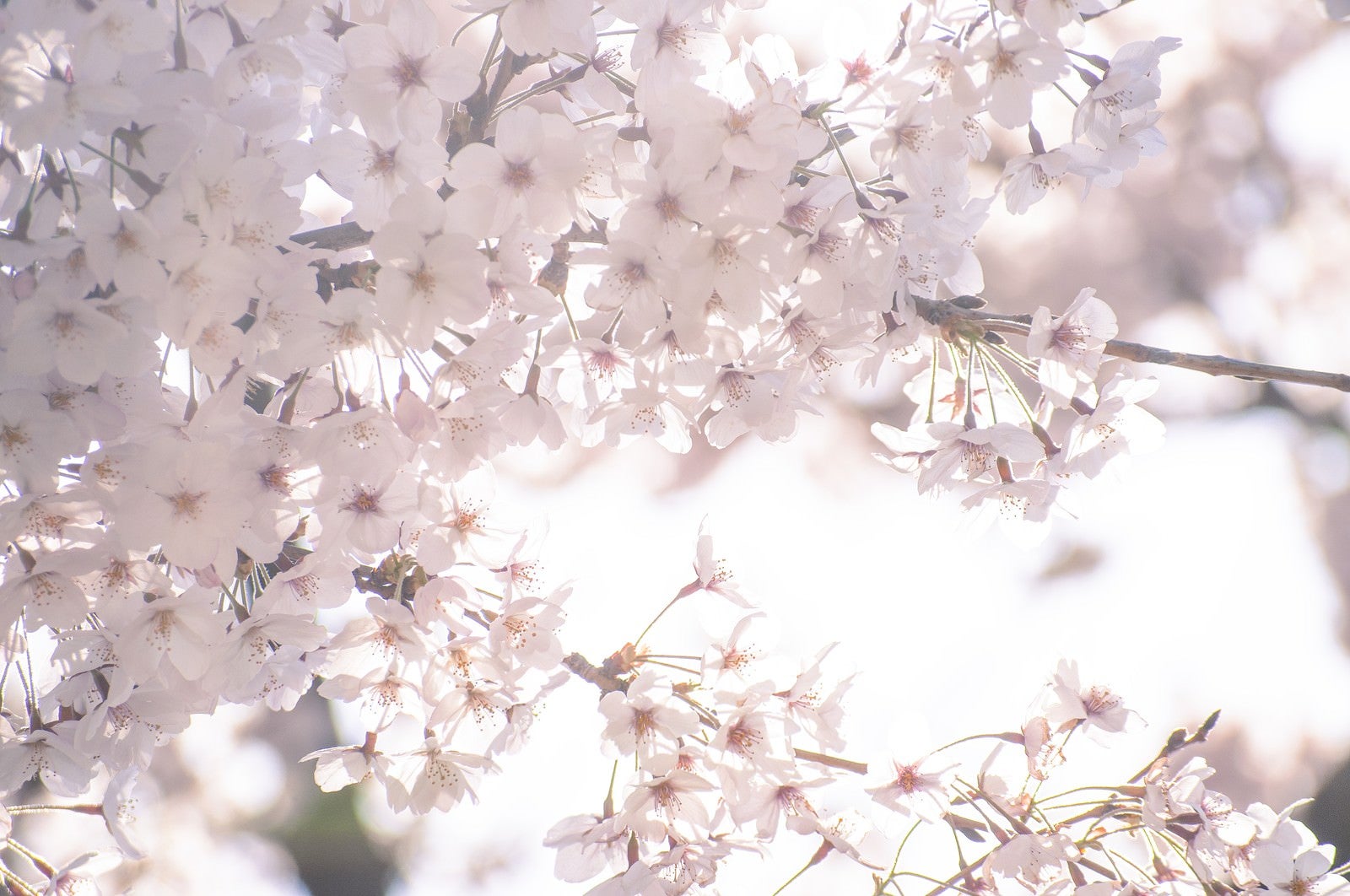 「うららかな春の桜」の写真